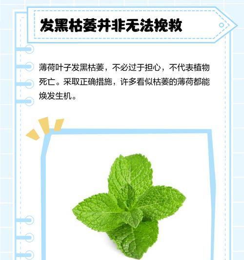 薄荷叶子发黄是什么原因？如何解决？