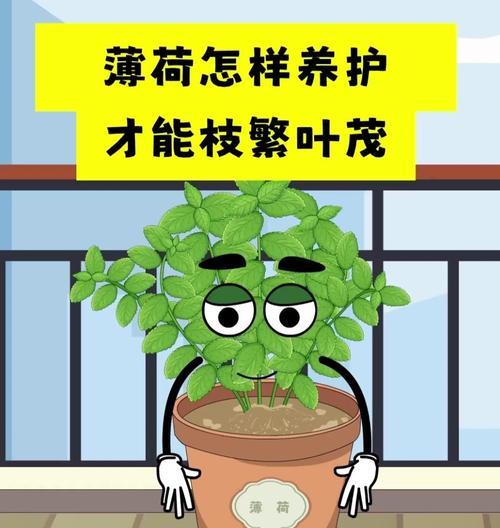 薄荷叶子发黄是什么原因？如何解决？