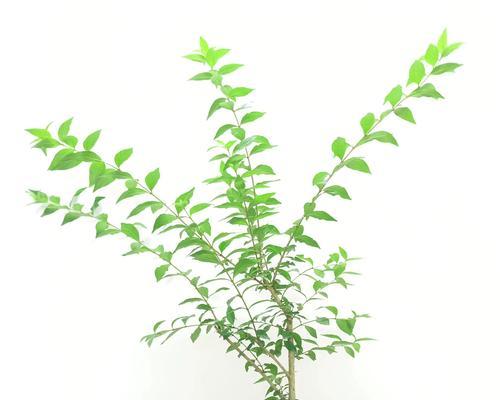 草缸水上叶子发黄如何处理？养护技巧有哪些？