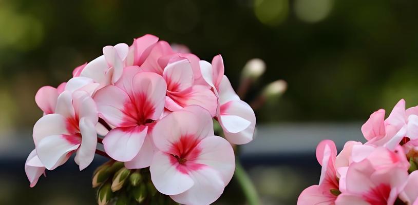 天竺葵多瓣花苗养护方法有哪些？