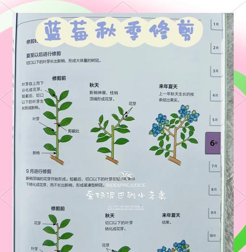 如何正确给室内蓝莓浇水？