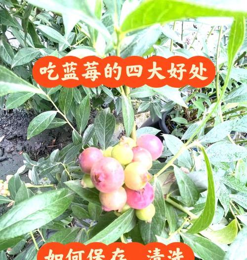 如何正确给室内蓝莓浇水？
