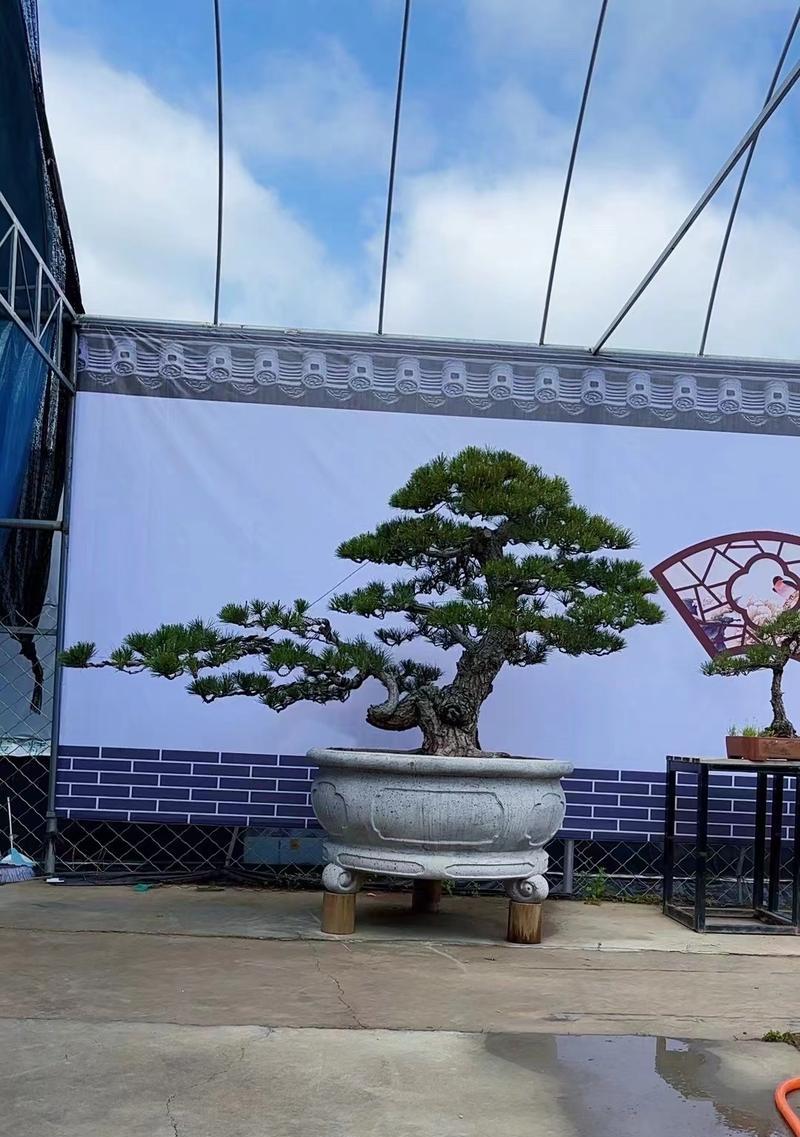 盆景龙吉苗子的养护方法是什么？