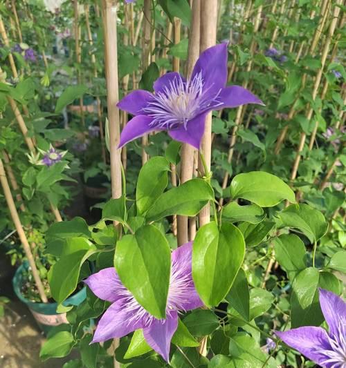 如何让铁线莲冒出10多个笋芽？