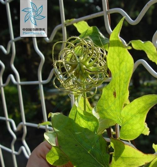 鱼缸水草铁线莲怎么浇水？正确的浇水方法是什么？