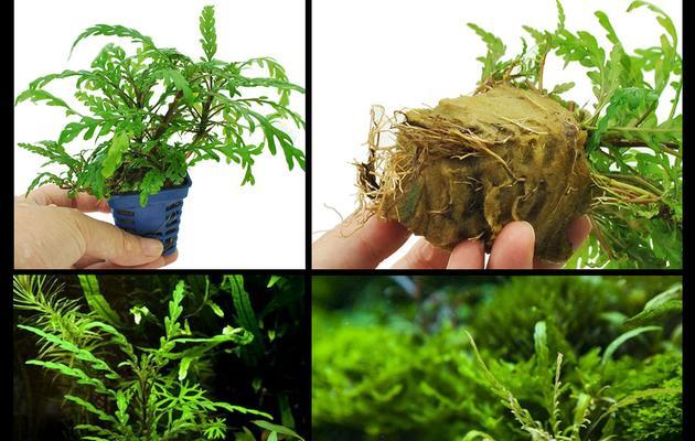 鱼缸水草铁线莲怎么浇水？正确的浇水方法是什么？