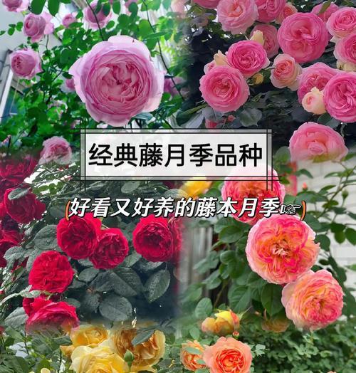 如何代种和养护藤本月季？需要注意哪些事项？