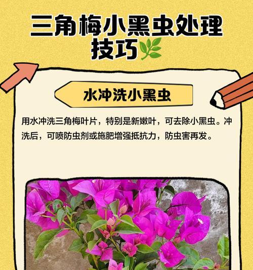 三角梅嫩叶掉落的原因及解决办法是什么？