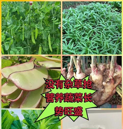 杂草栽培技术的种类有哪些？