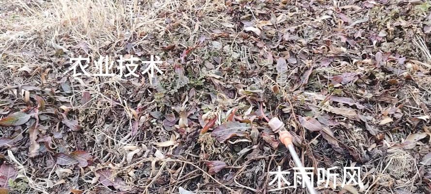 杂草栽培技术的种类有哪些？