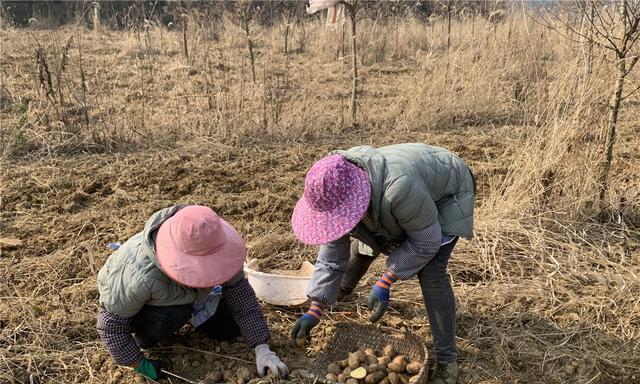 什么季节适合播种土豆？土豆播种的最佳时间是什么时候？