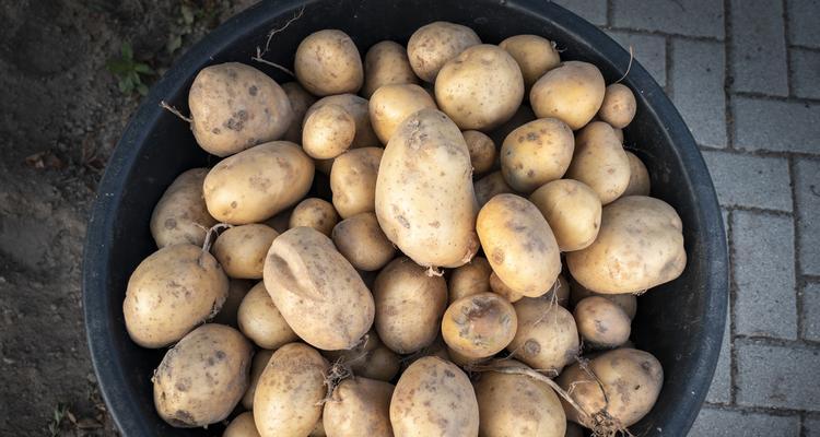 什么季节适合播种土豆？土豆播种的最佳时间是什么时候？