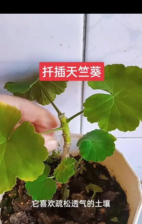 天竺葵怎么插枝才能更耐活？
