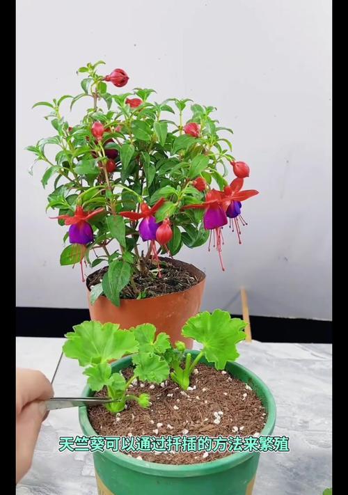 天竺葵怎么插枝才能更耐活？