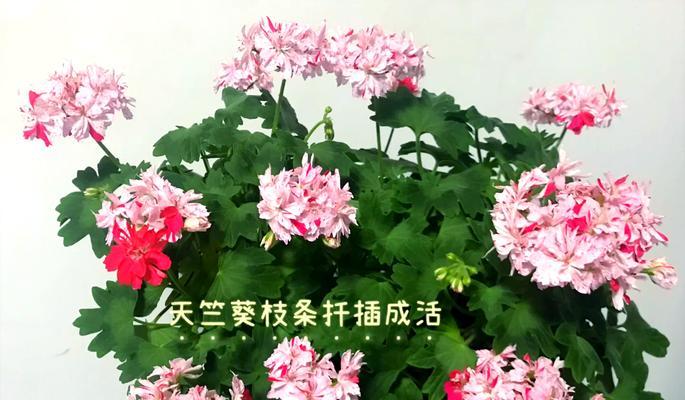 天竺葵怎么插枝才能更耐活？