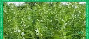 芝麻栽培技术要点有哪些方面？芝麻栽培的关键技术要点是什么？