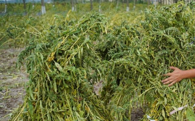 芝麻栽培技术要点有哪些方面？芝麻栽培的关键技术要点是什么？