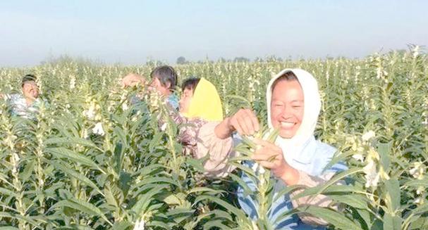 芝麻栽培技术要点有哪些方面？芝麻栽培的关键技术要点是什么？