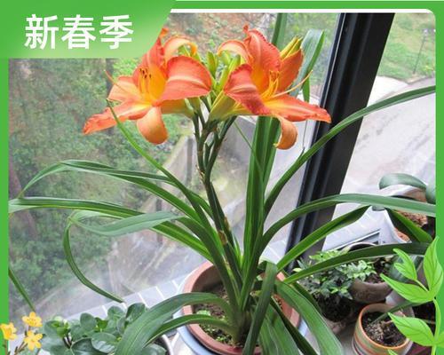 自制萱草花肥料的方法是什么？