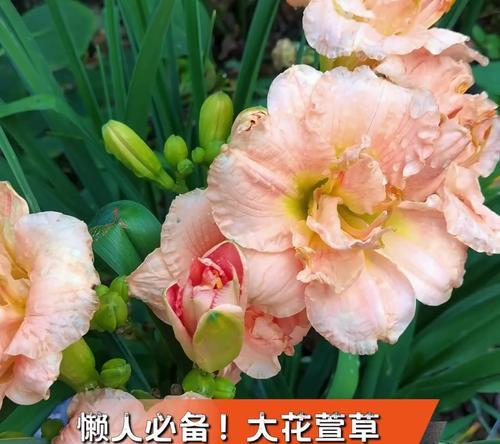 自制萱草花肥料的方法是什么？