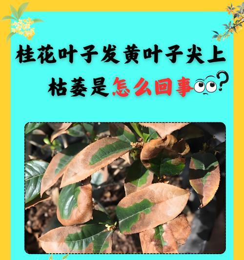 植物叶子发黄干焦怎么补救？有哪些可行的方法？