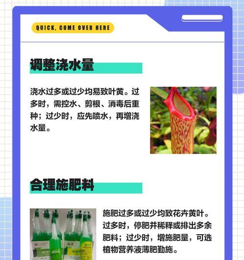 植物叶子发黄干焦怎么补救？有哪些可行的方法？
