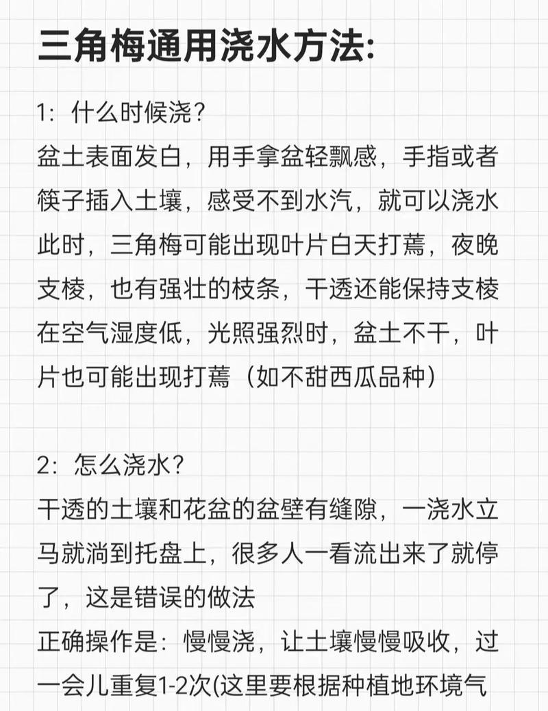 三角梅5月份的浇水技巧是什么？如何确保水分充足？
