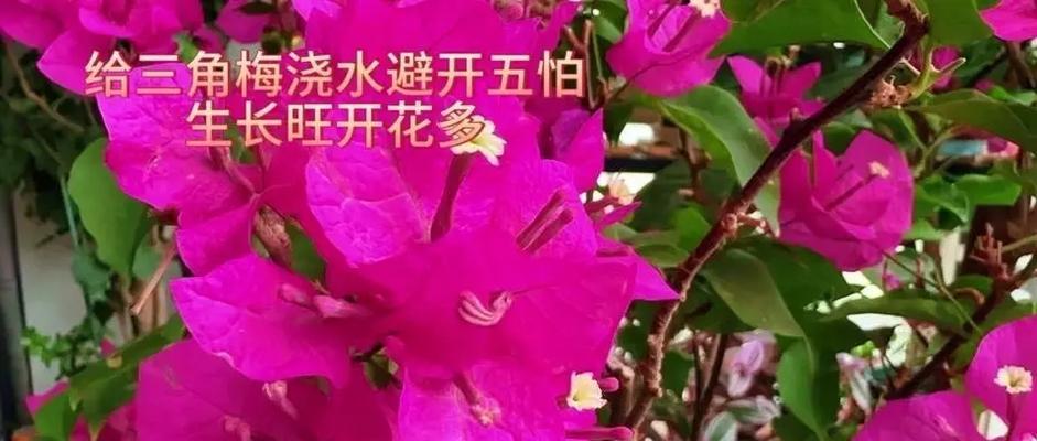 三角梅5月份的浇水技巧是什么？如何确保水分充足？
