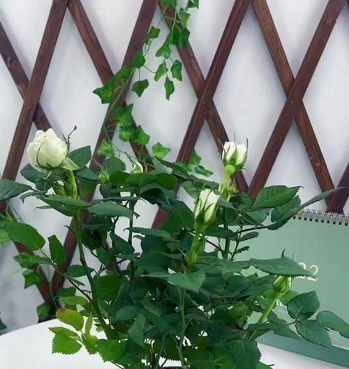 自制黄水肥料的配方比例是什么？