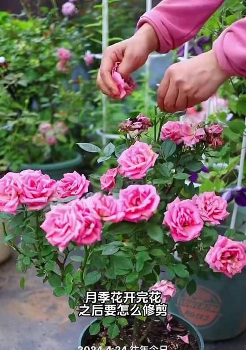 如何养护开花大颗月季？