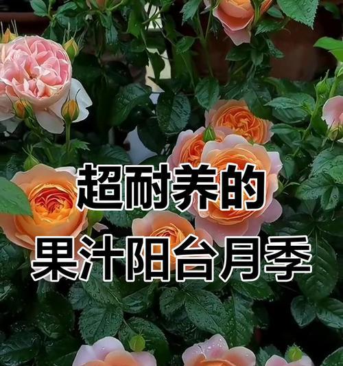 如何养护开花大颗月季？