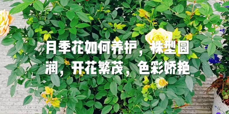如何养护开花大颗月季？