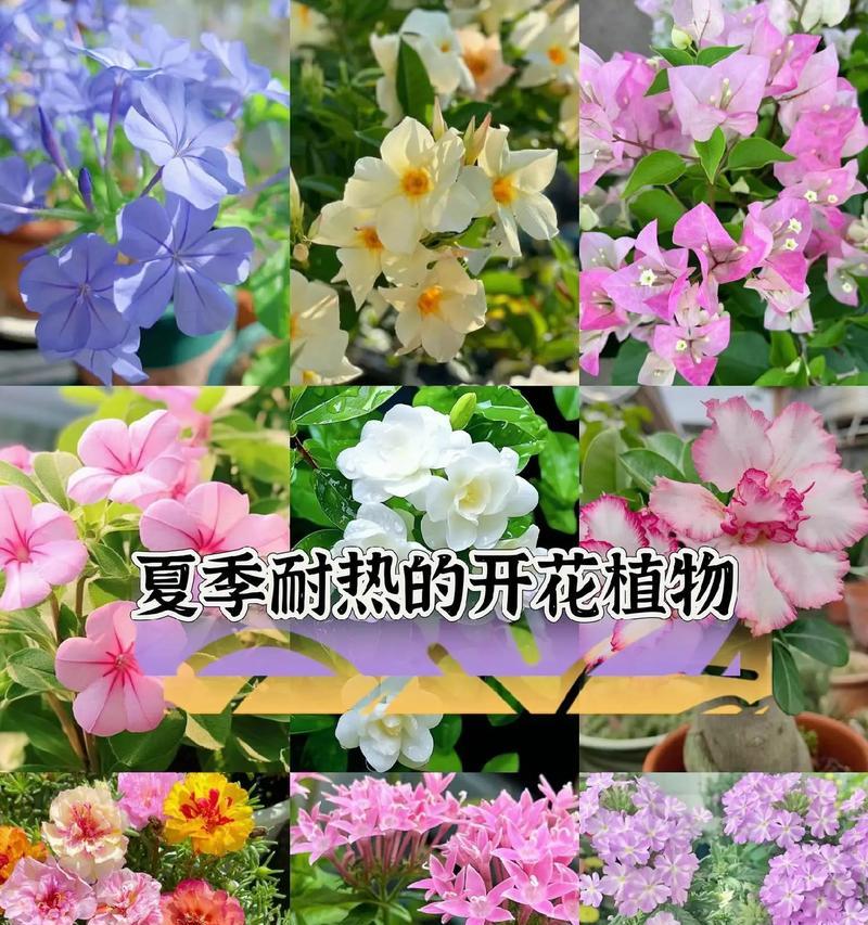 养花实用技巧有哪些？如何提高养花成功率？