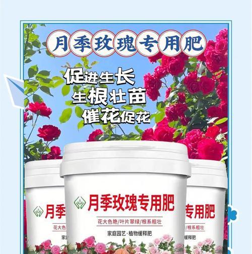 月季长新叶时的浇水和施肥技巧是什么？
