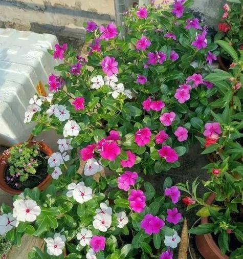高温阳台适合种植哪些花卉？
