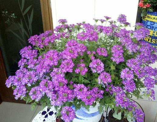 高温阳台适合种植哪些花卉？