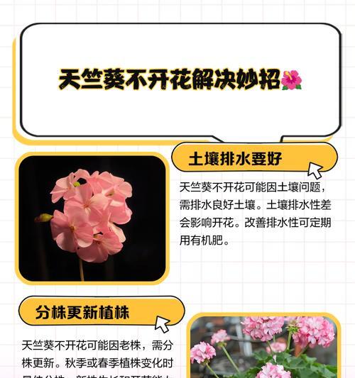 如何快速让天竺葵苗开花？有哪些技巧？