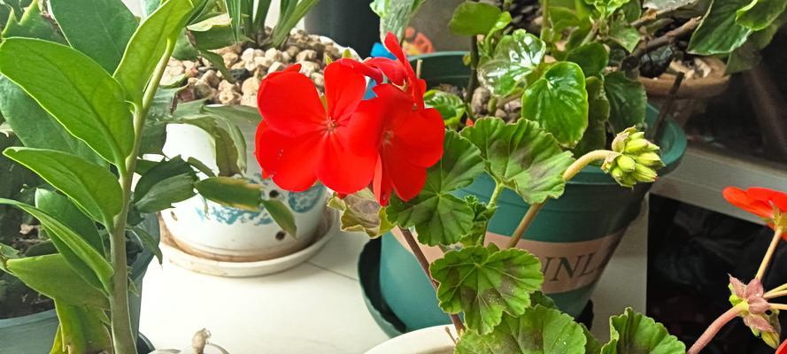 如何快速让天竺葵苗开花？有哪些技巧？