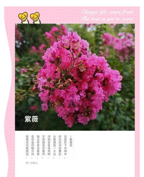紫薇栽培和养护的要点是什么？
