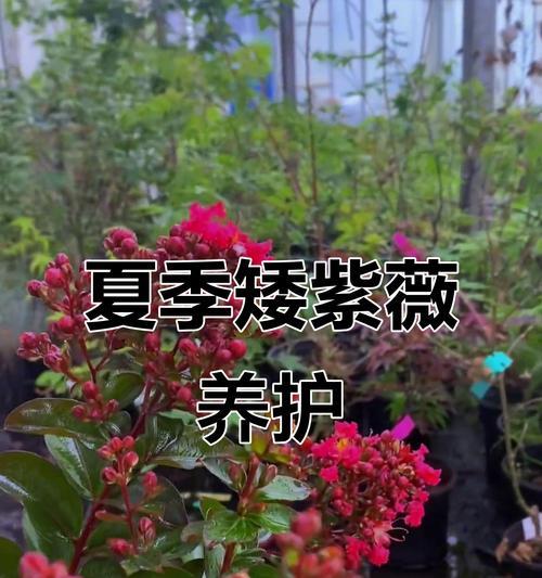 紫薇栽培和养护的要点是什么？