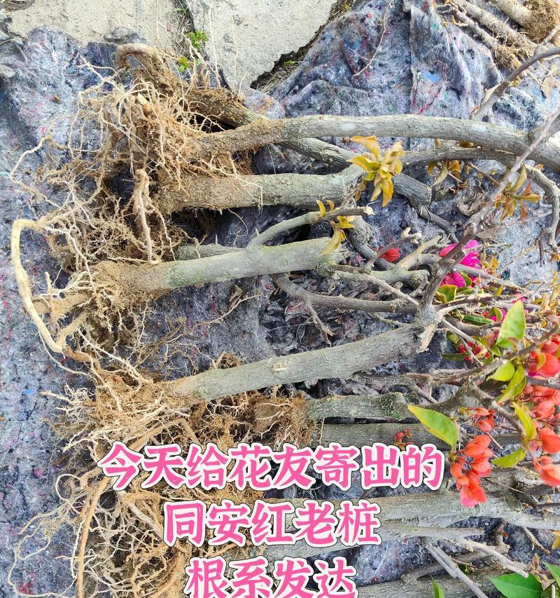 秋天修剪老桩三角梅的方法是什么？