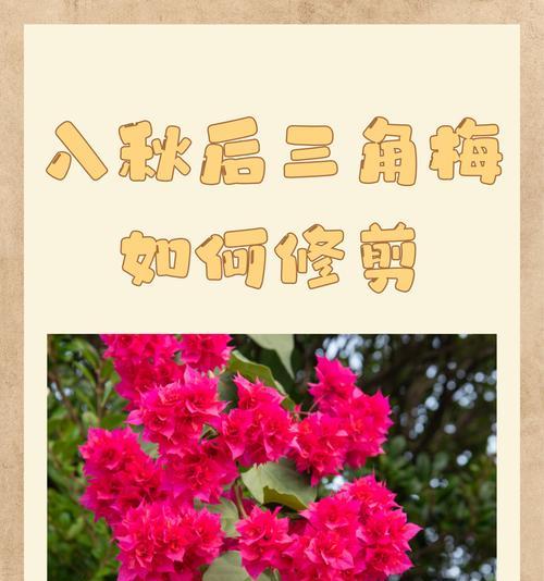 秋天修剪老桩三角梅的方法是什么？