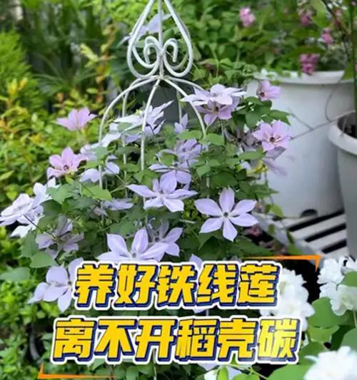 春天如何养好铁线莲？铁线莲春季养护技巧？