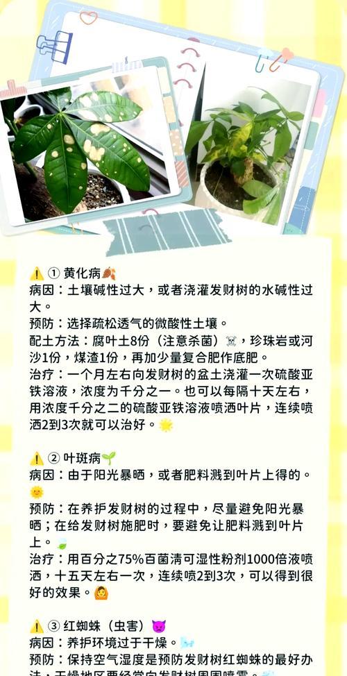 圆叶刺轴榈叶子发黄的原因及解决办法？