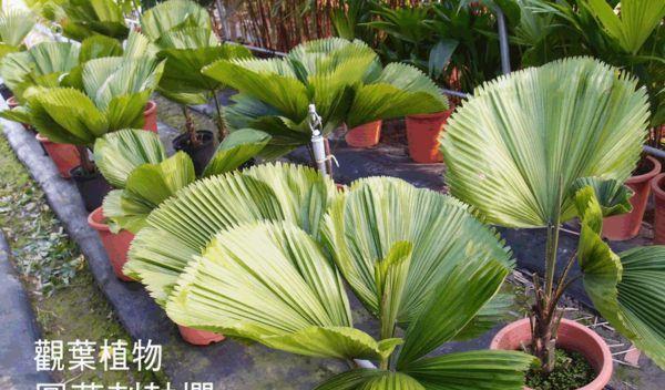 圆叶刺轴榈叶子发黄的原因及解决办法？