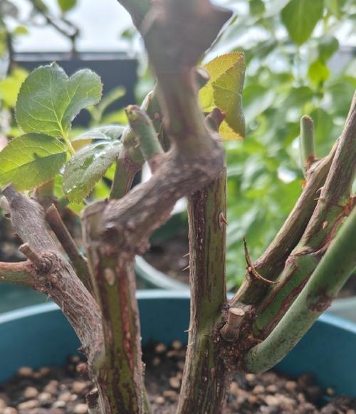 怎么判断月季花芽长势？月季养护的关键指标是什么？