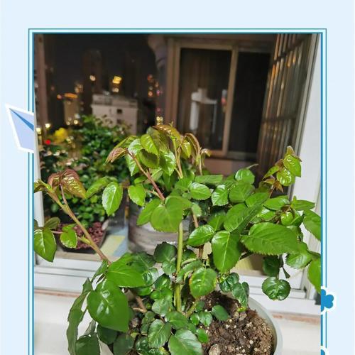 怎么判断月季花芽长势？月季养护的关键指标是什么？
