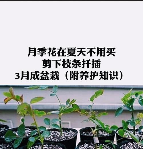 路边树藤月季的养护要点是什么？如何保持其健康生长？