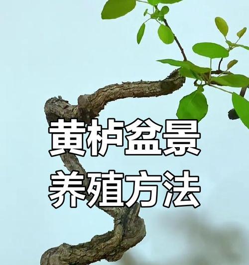 老树根大型盆景的养护技巧有哪些？