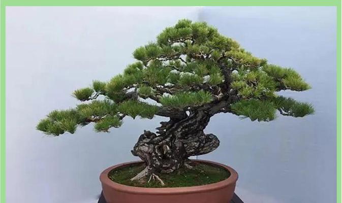 老树根大型盆景的养护技巧有哪些？
